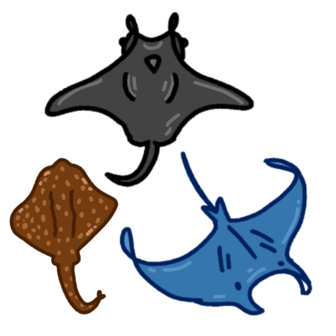 three rays. the first is a small brown spotted stingray. the second is a dark grey mobula ray. the last is a blue manta ray 
